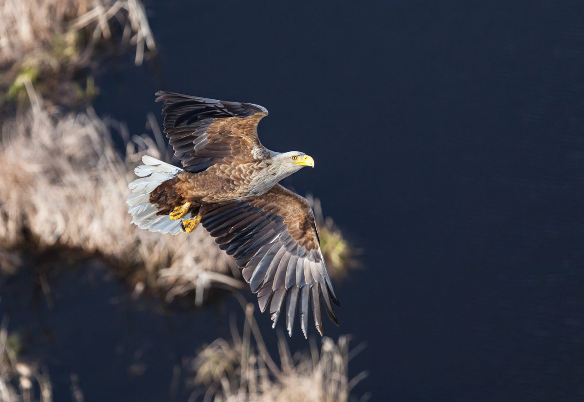 Белохвостый Орлан заповедник