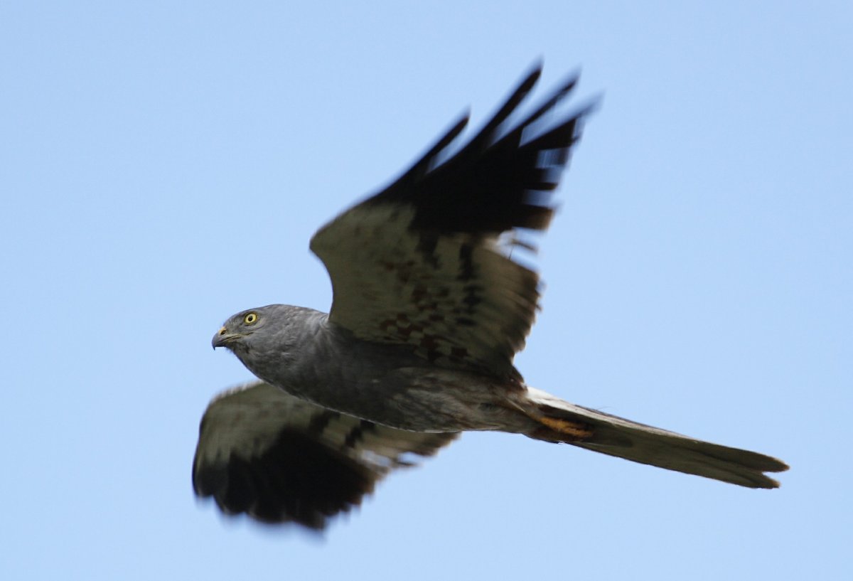 Хищные птицы Самарской области