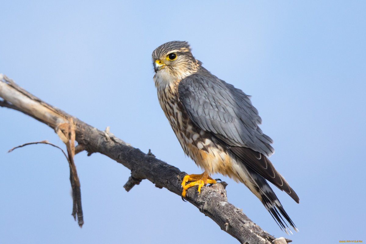 Коршун Удмуртия