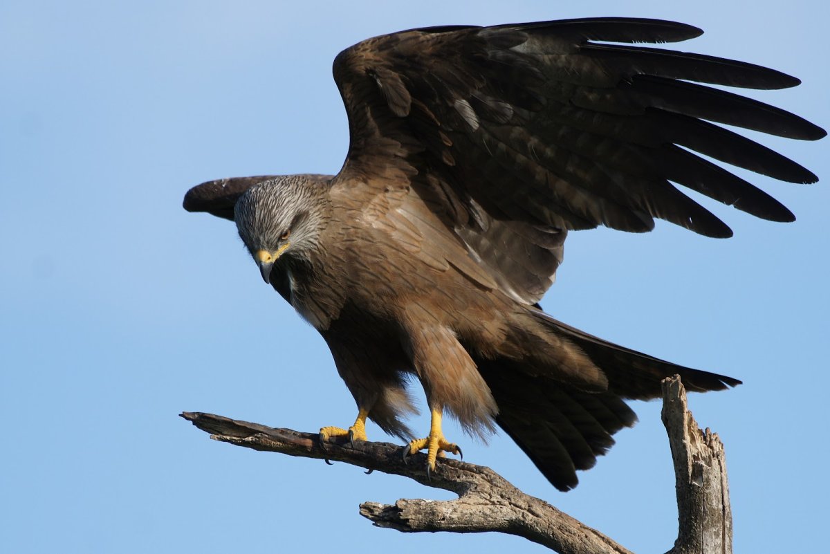 Черный Коршун в Курской области