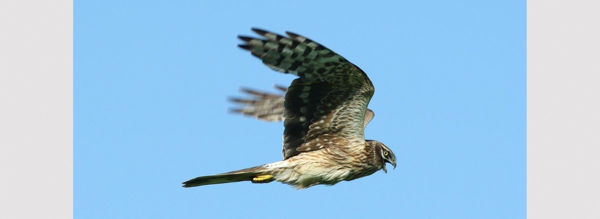 Степной Орел и Степной Лунь