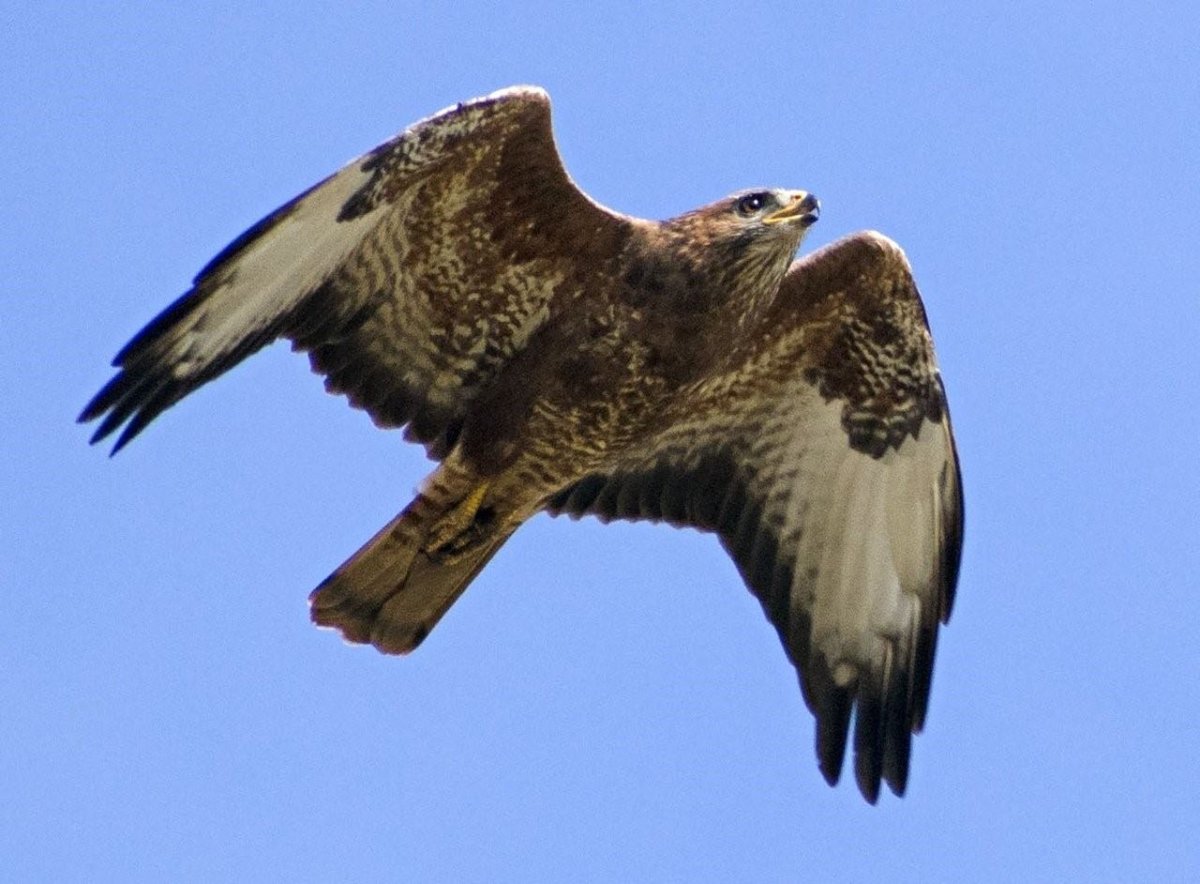 Хищные птицы Кировской области