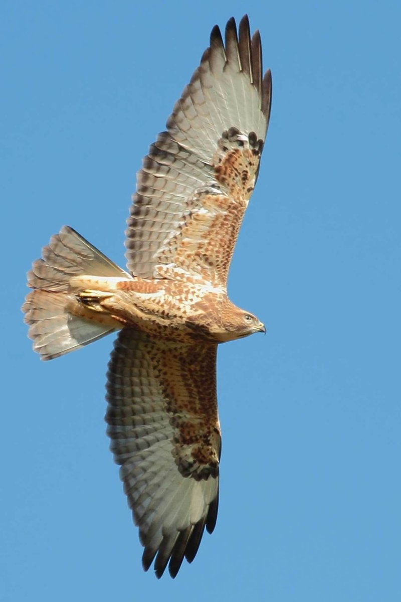 Коршун Поволжья