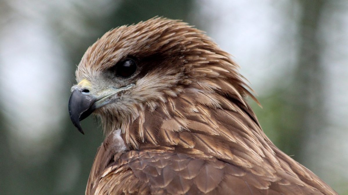 Чёрный Коршун