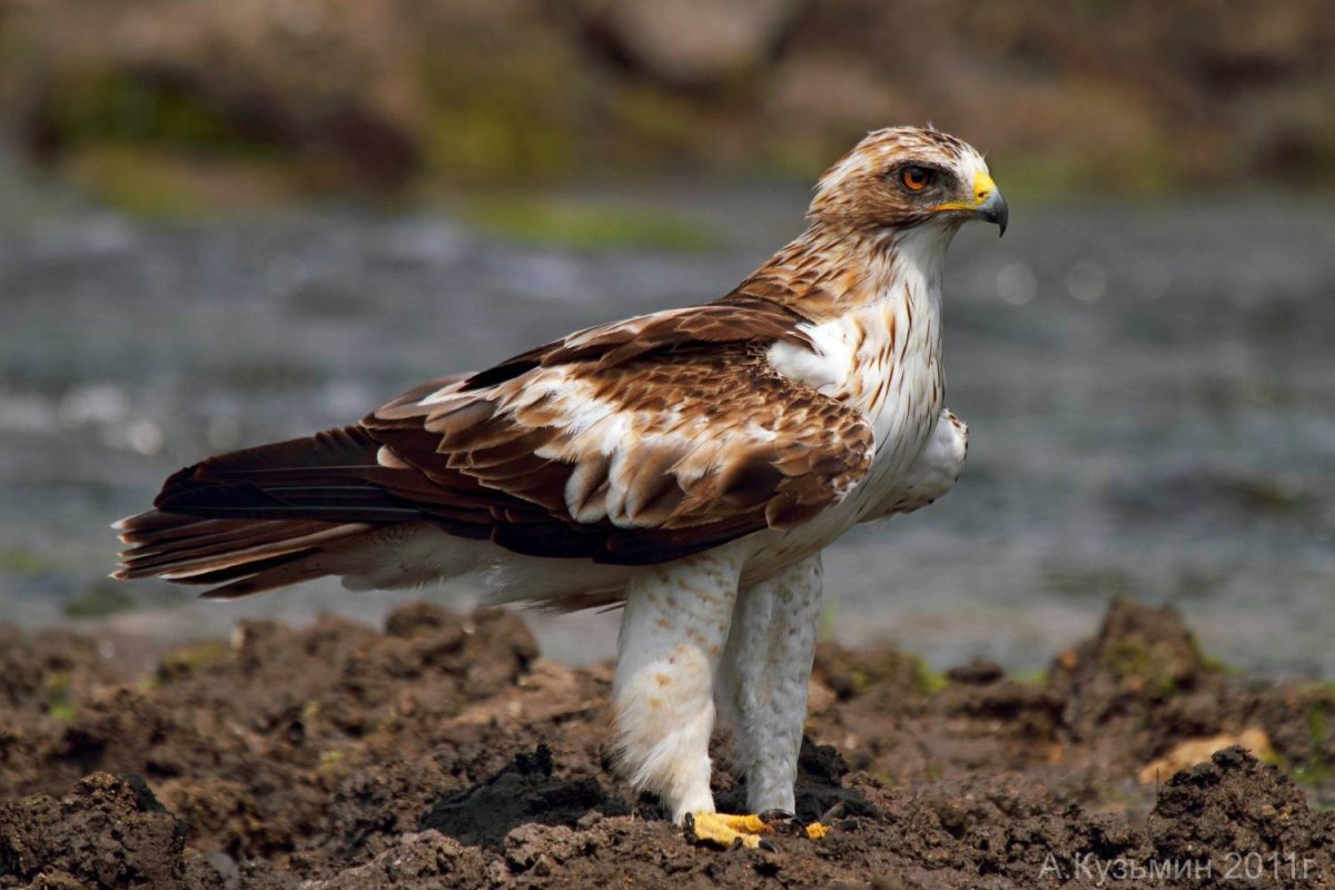 Орёл-карлик (Aquila pennata)