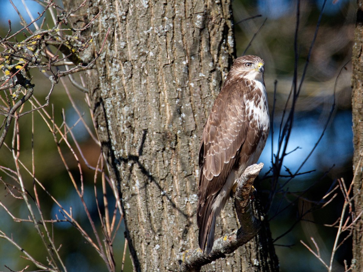 Ранняя Весна обои на рабочий стол