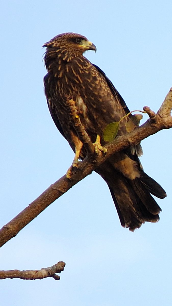 Сокол Орлов Орел Соколов