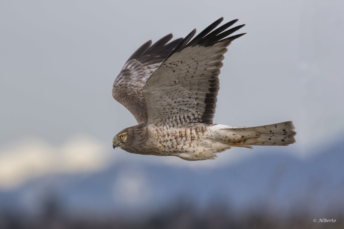 Лунь хищная птица ястреб