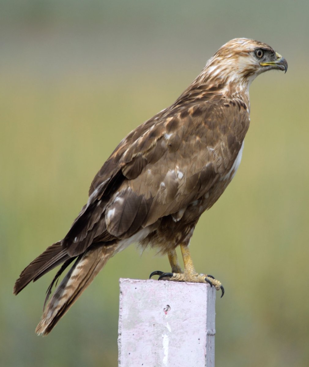 Мохноногий курганник