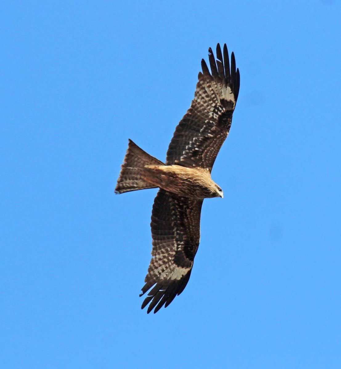 Коршун Черноземья