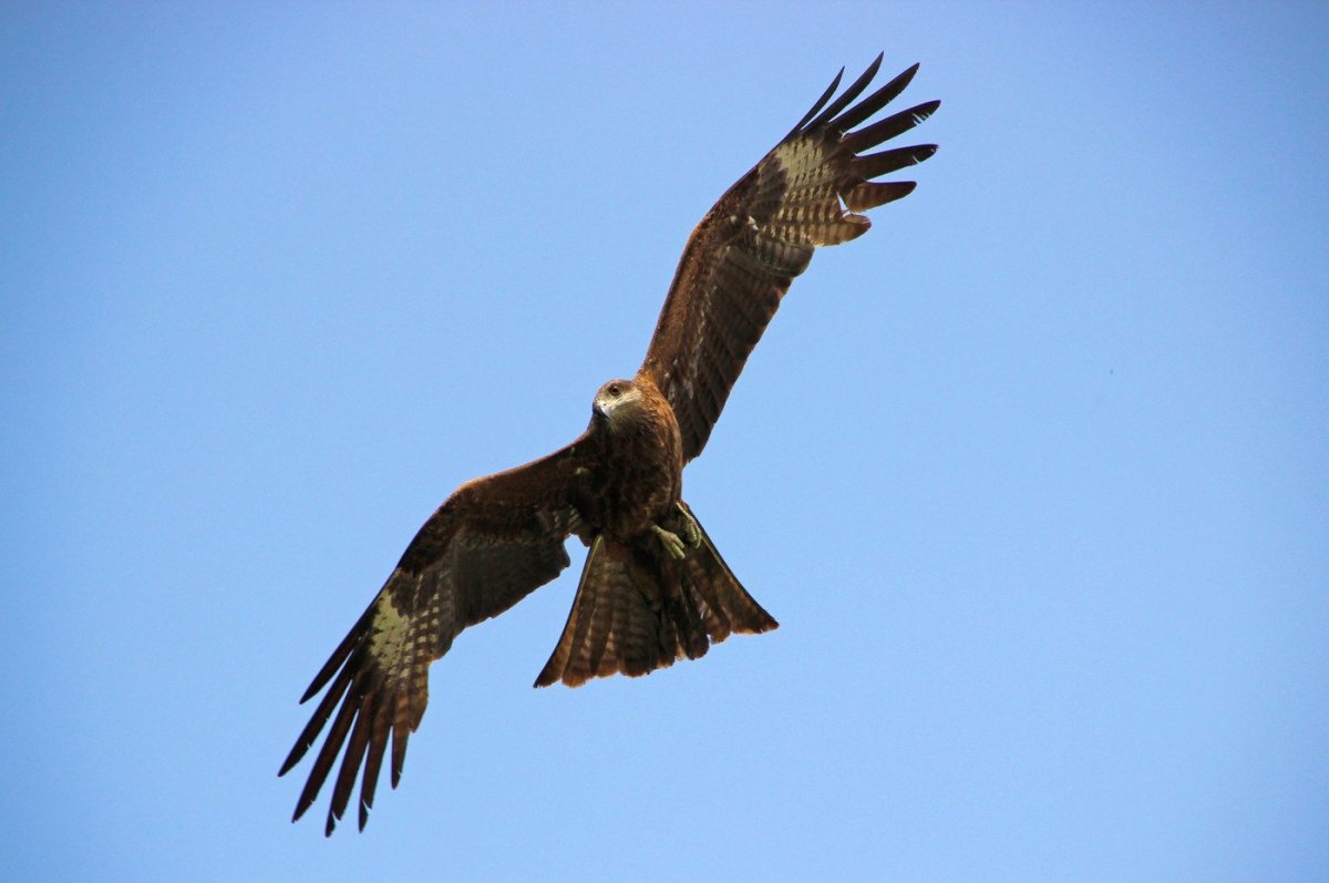 Хищные птицы Молдавии