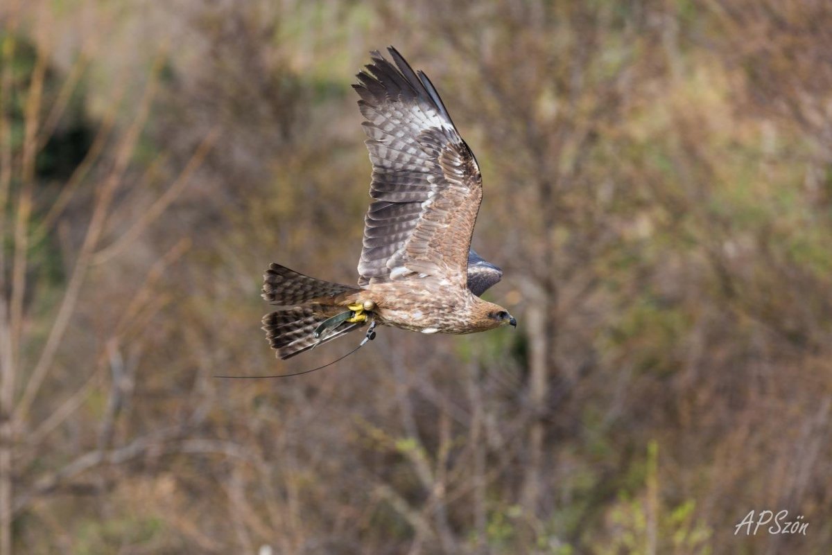 Хищная птица вдоль дороги МО