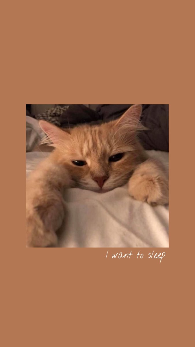 Эстетичные обои с котиками