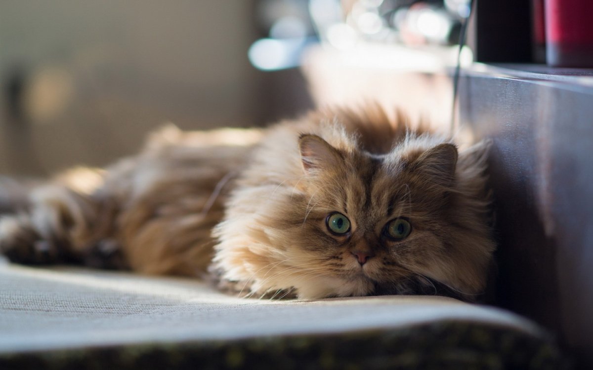 Пушистая кошка лежит