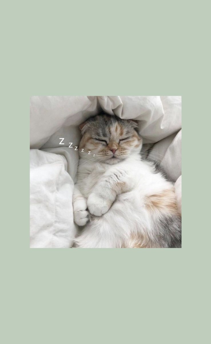 Обои с котиками Эстетика