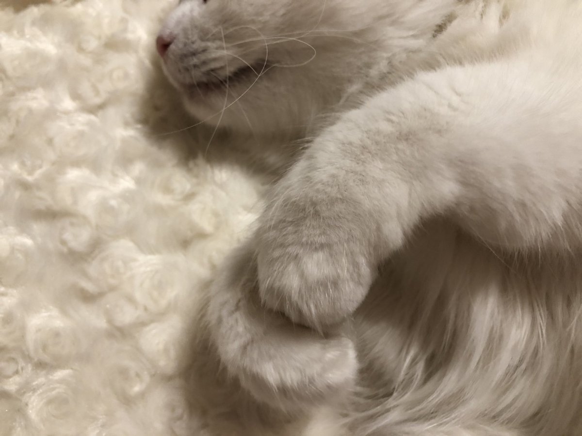 Кошачья Эстетика