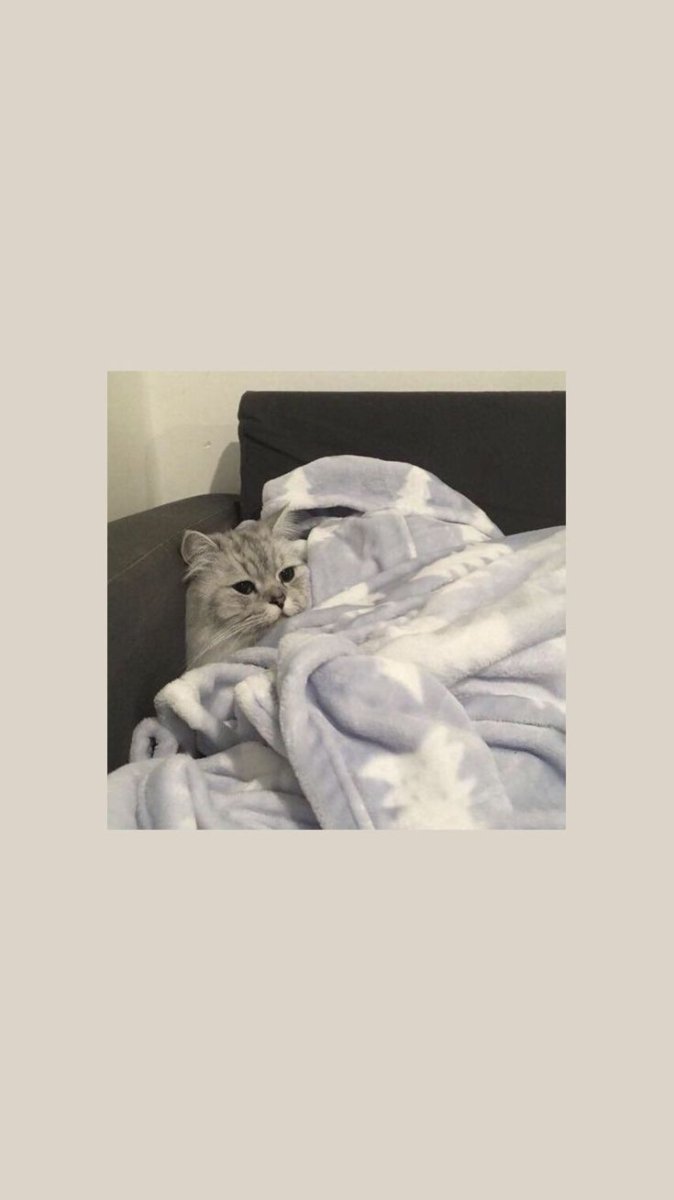 Обои с котами Эстетика