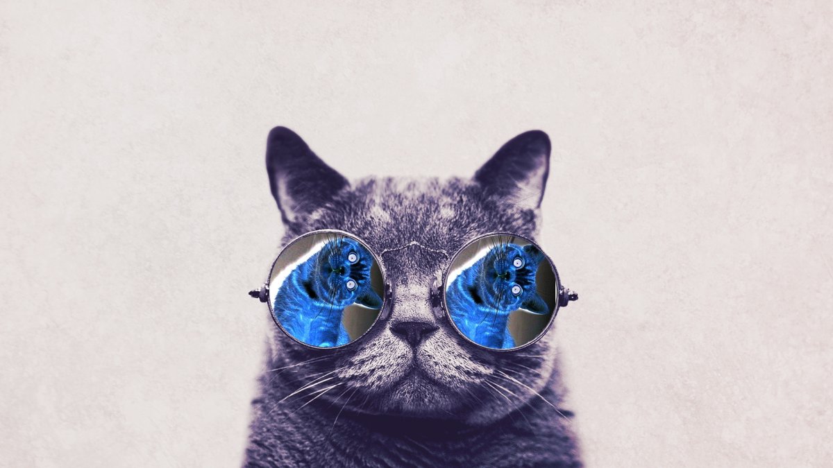 Кот в очках