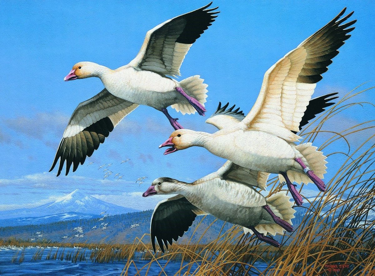 Дикие гуси перелетные птицы