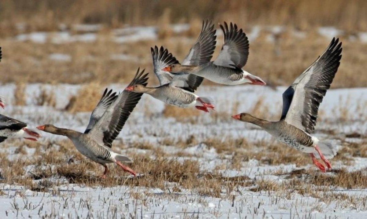 Стая диких гусей