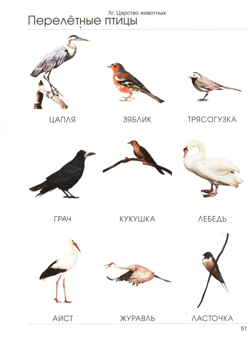 Перелетные птицы