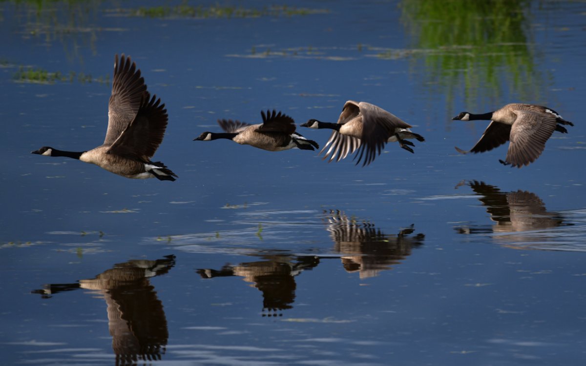 Гуси и утки перелетные птицы