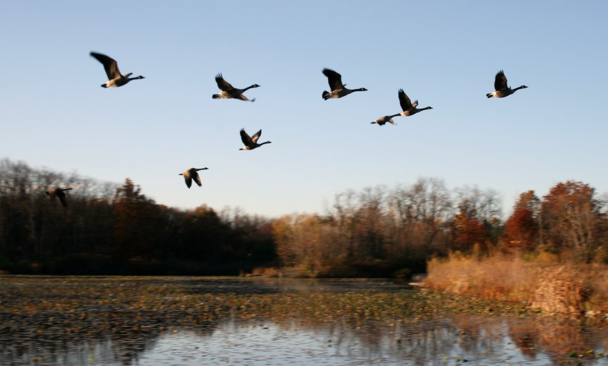 Перелётные птицы журавлиный Клин