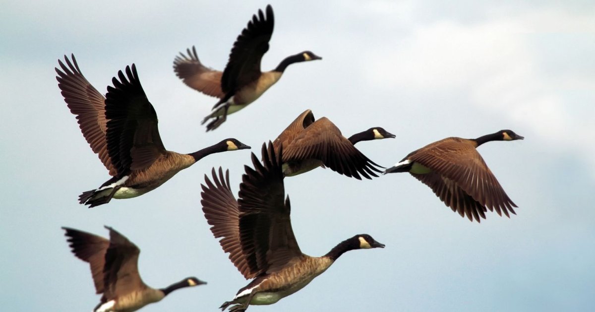 Дикие утки гуси Северобайкальского района