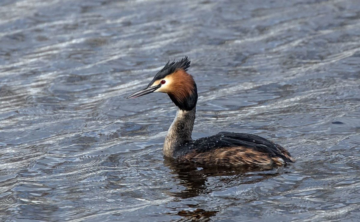 Водоплавающие птицы Белгородской области