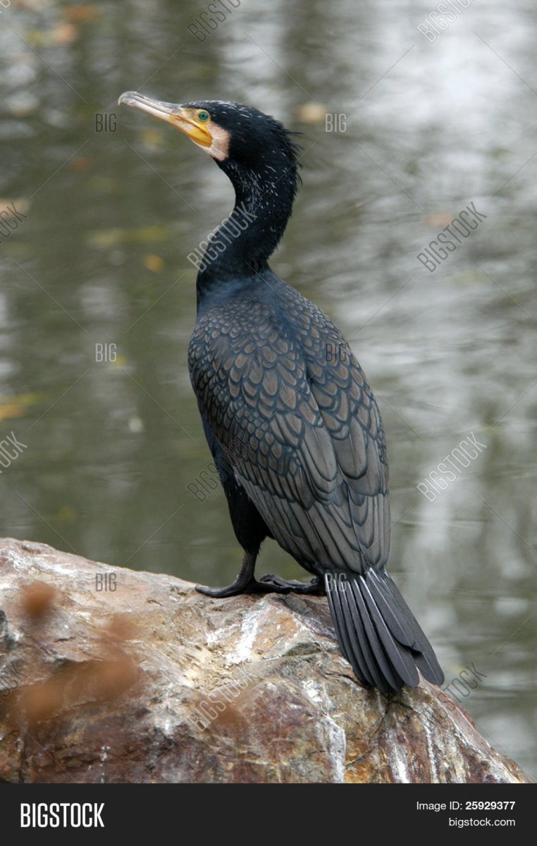 Черная водоплавающая Балтийская птица