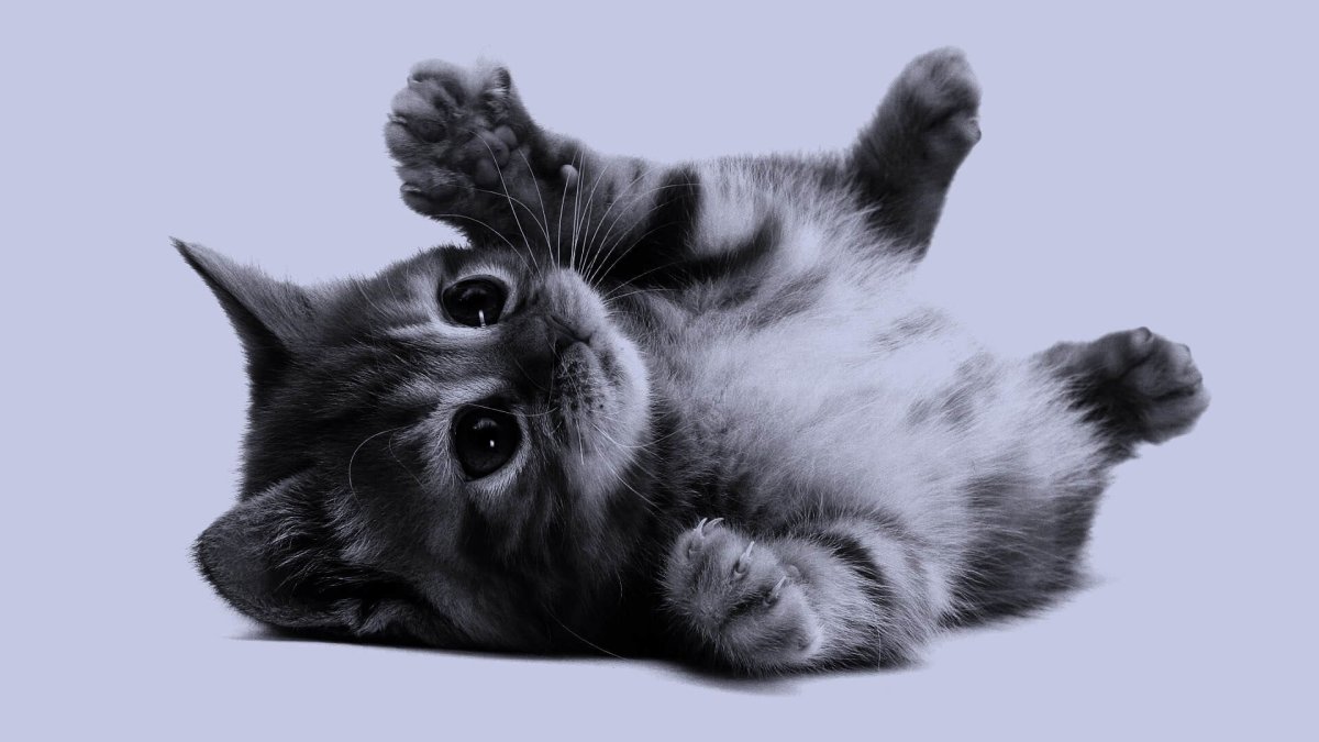 Милые котики