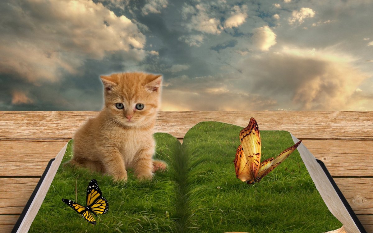 Живые обои котята