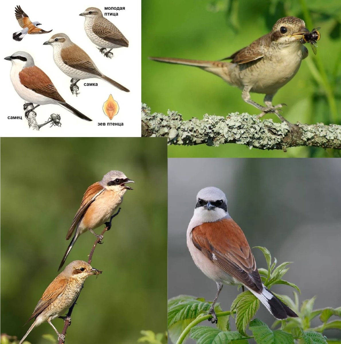 Птицы средней полосы отряда воробьиных