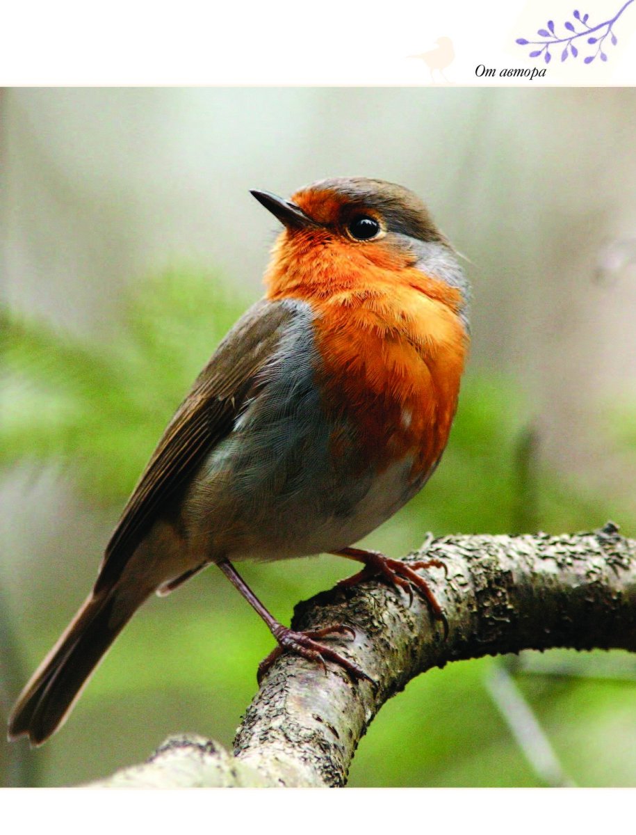 Певчие птицы Урала