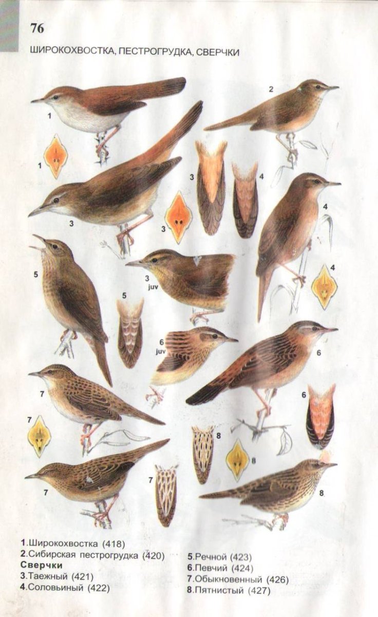 Атлас определитель птиц Сибири