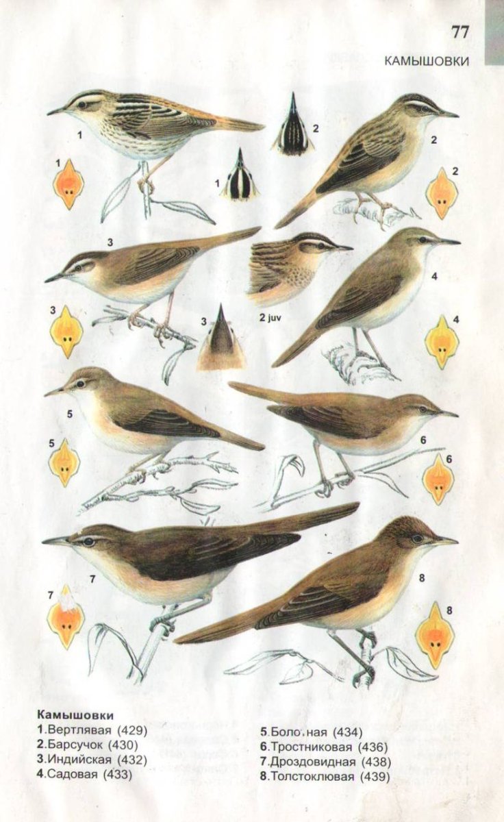 Атлас определитель птиц Сибири