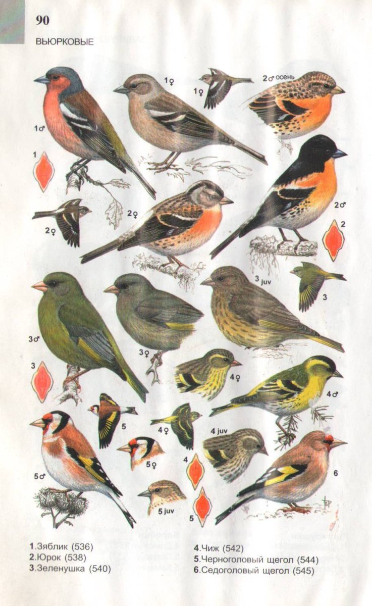 Юрок.(семейство воробьиных)