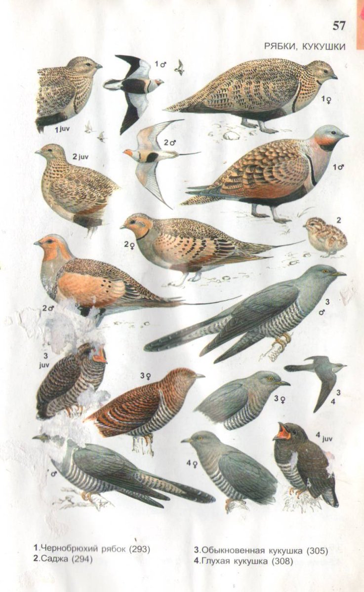 Рябицев птицы Урала Приуралья