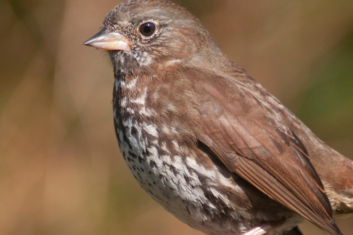 Птичка семейства воробьиных