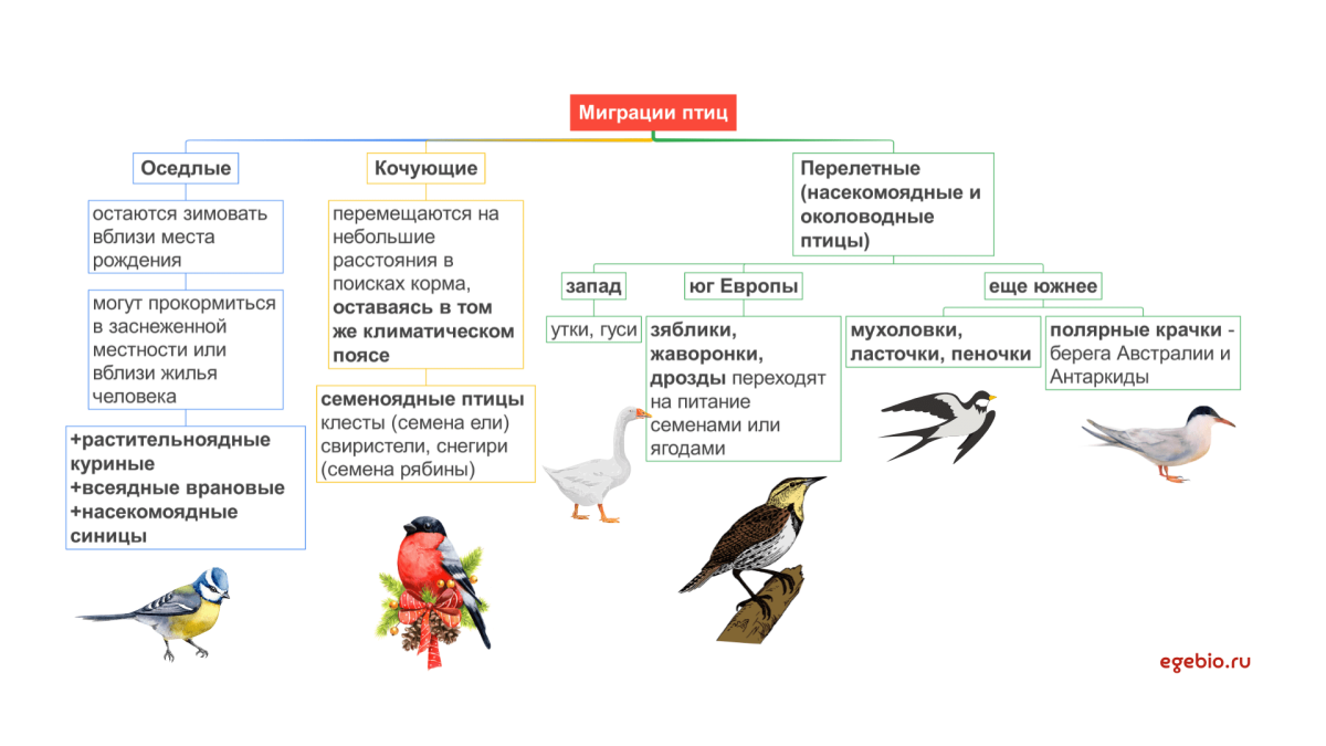 Причины миграции птиц
