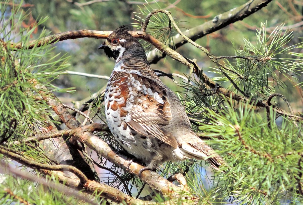 Рябчик Tetrastes bonasia