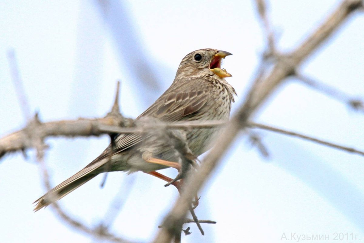 Шиферная вьюрковая овсянка