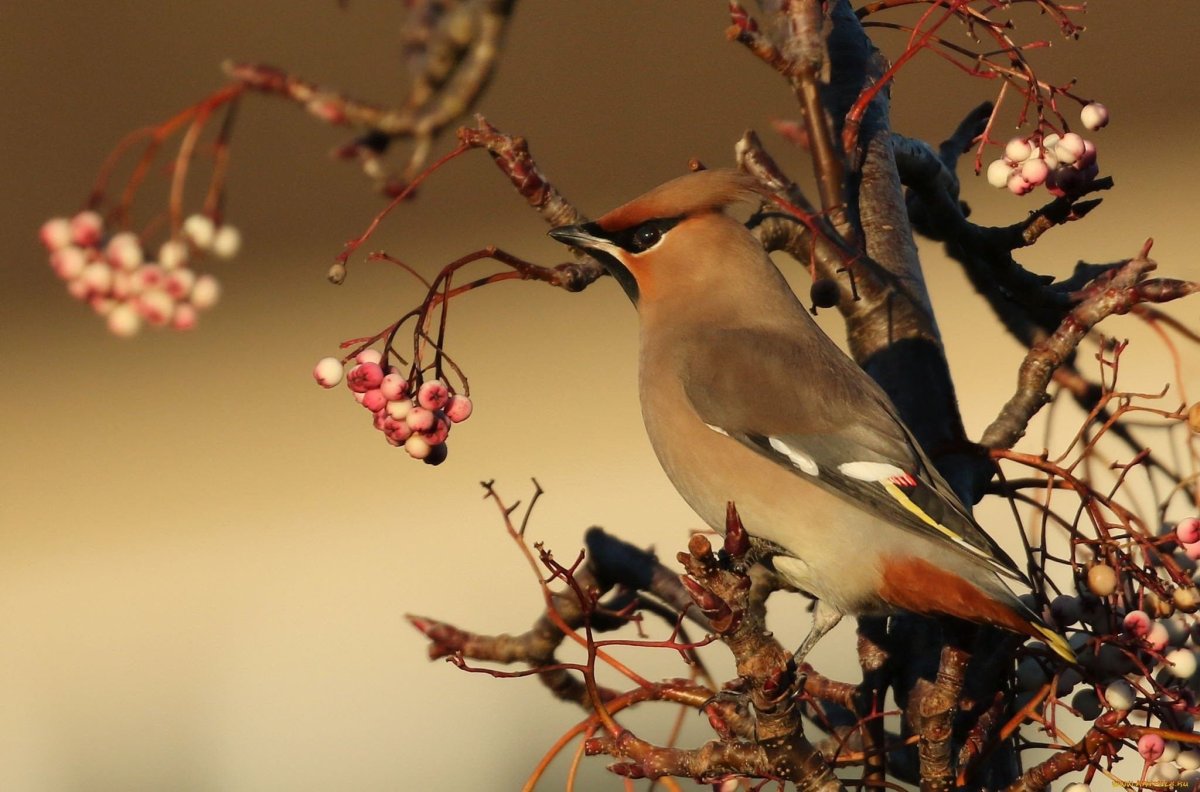 Свиристель весной