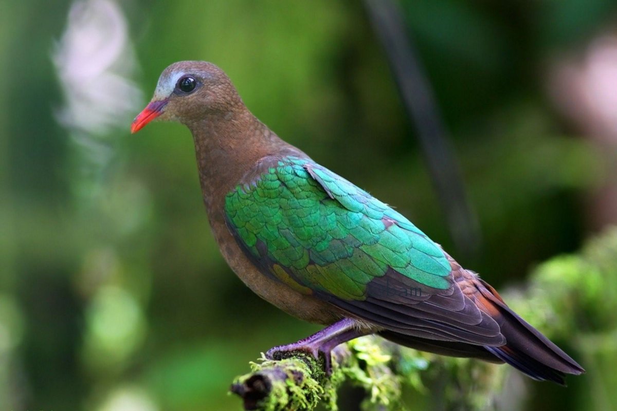 Зеленокрылый голубь