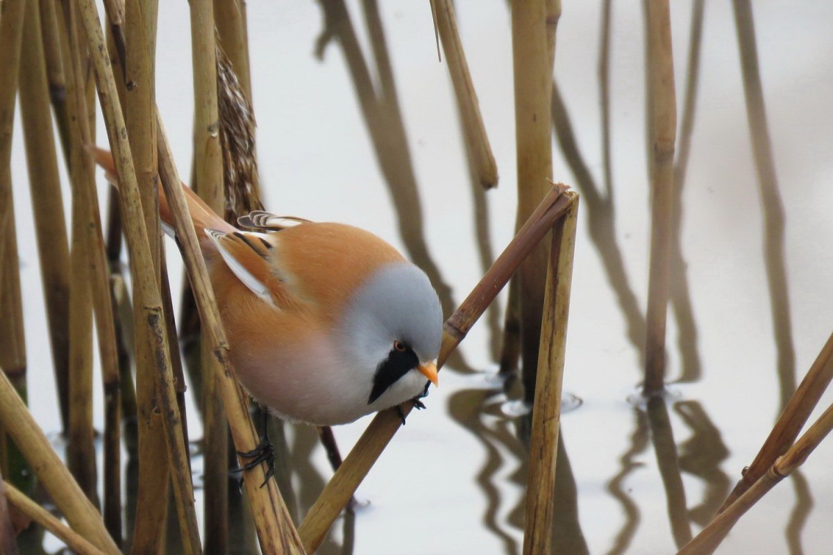 Усатая синица голос
