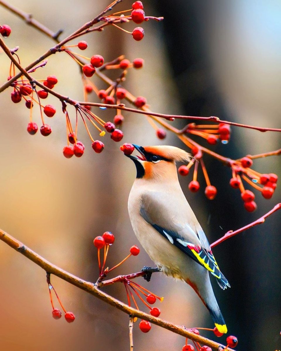 Свиристель на ветке
