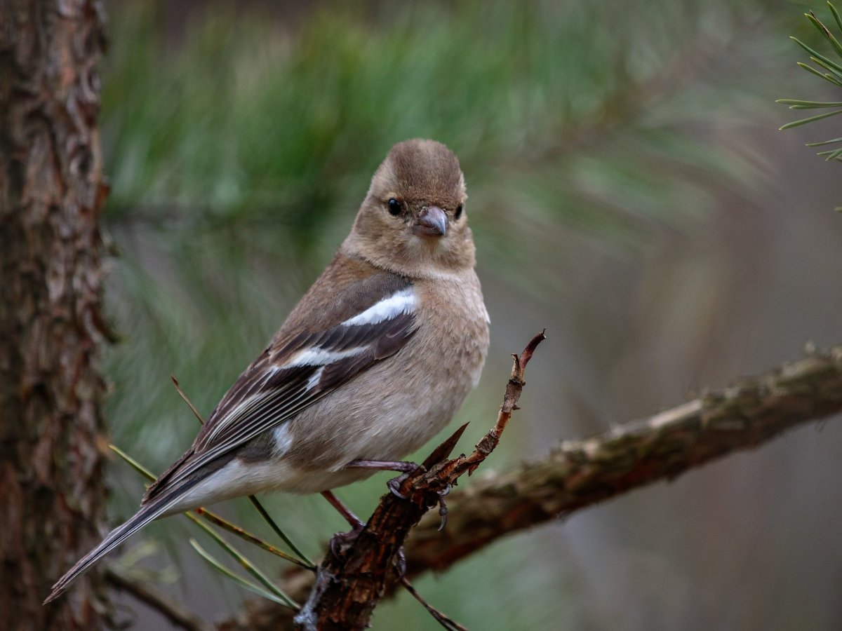Адольф Зябликов