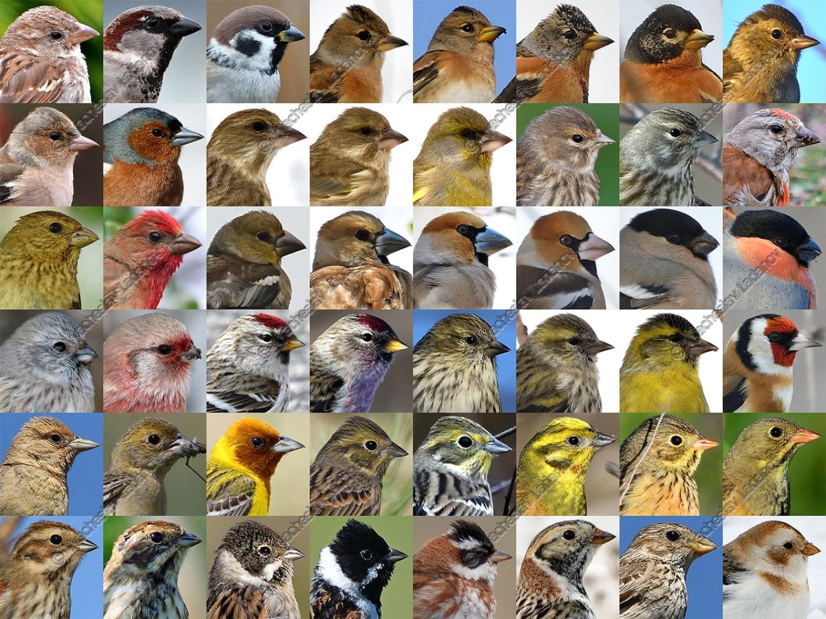 Птицы средней полосы отряда воробьиных