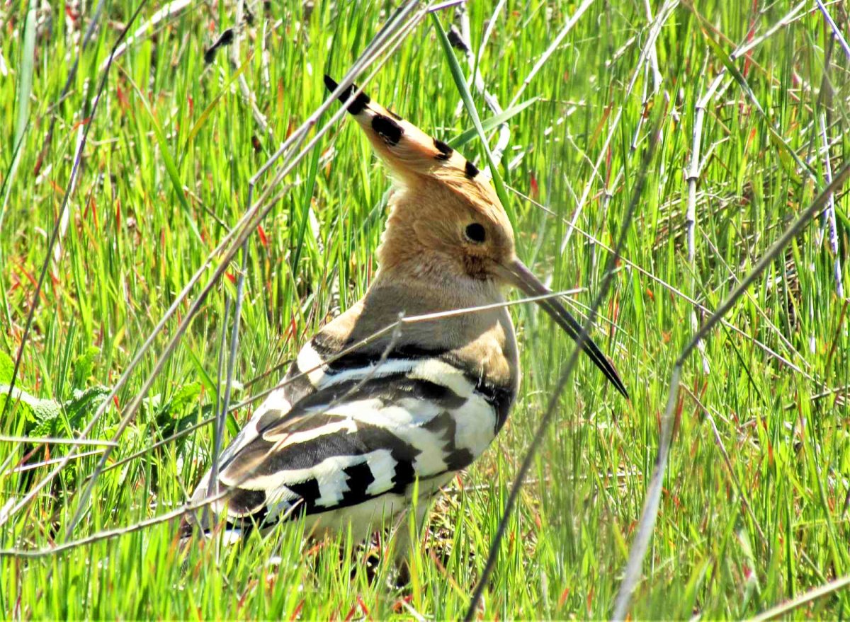 Керчь птица
