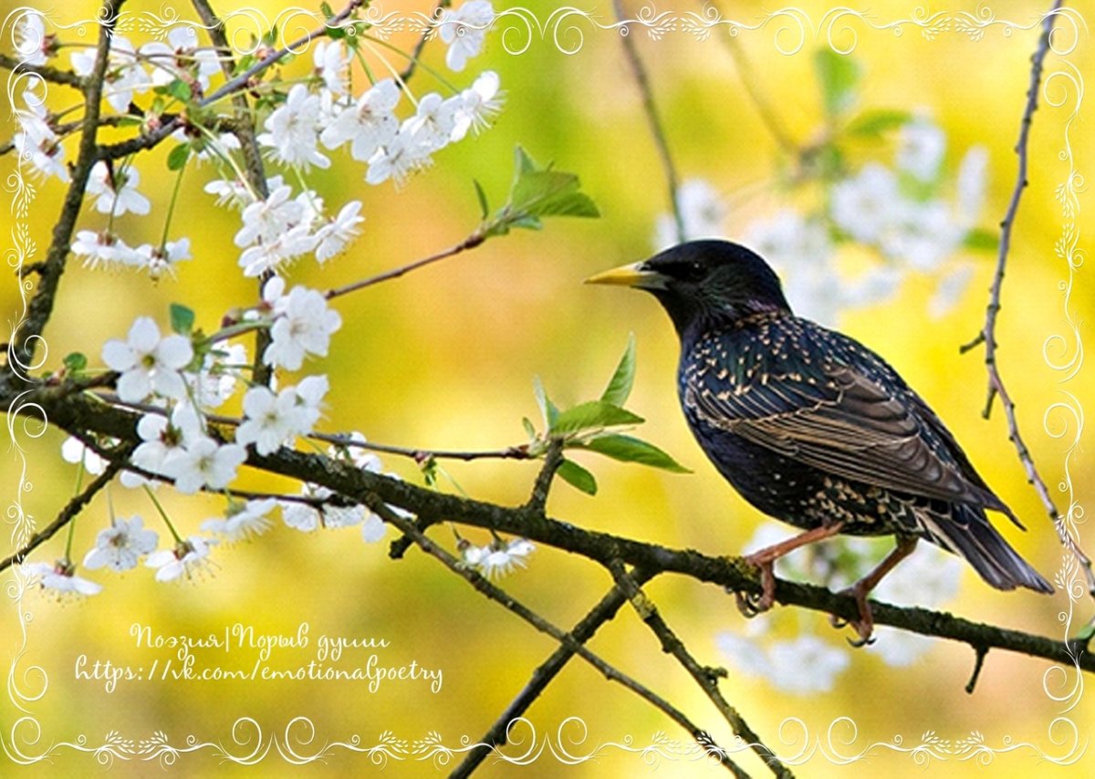 Скворец на ветке